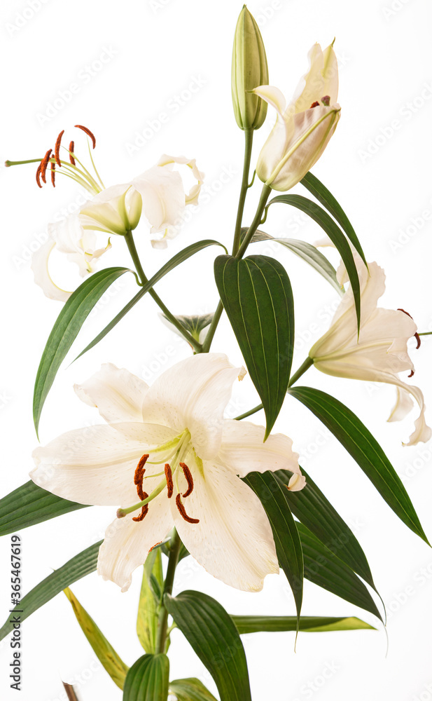 white lily isolated on white background