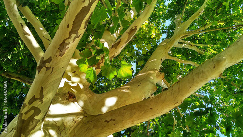 Tall beautiful sycamore under summer sun