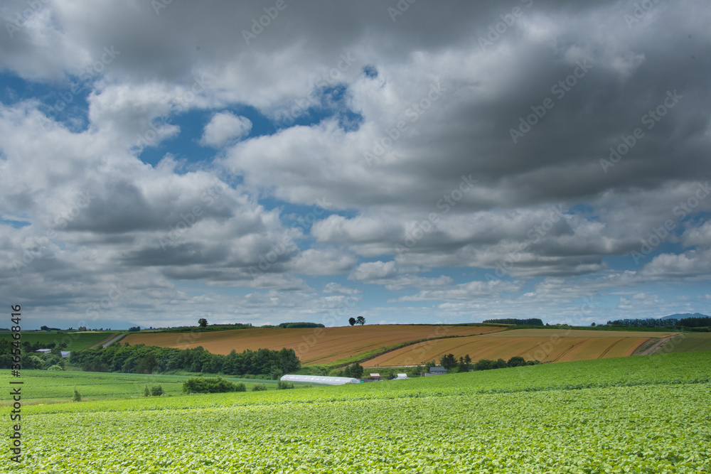 Obraz premium 7月美瑛の親子の木と夏空小麦畑