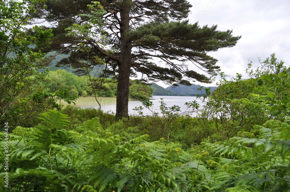 Fototapeta premium Gardens in Killarney national park, Ireland