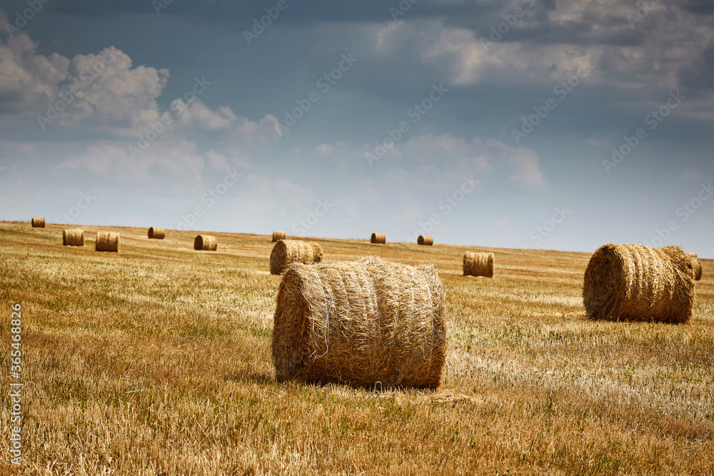 Harvest. Field with Stacks of Wheat