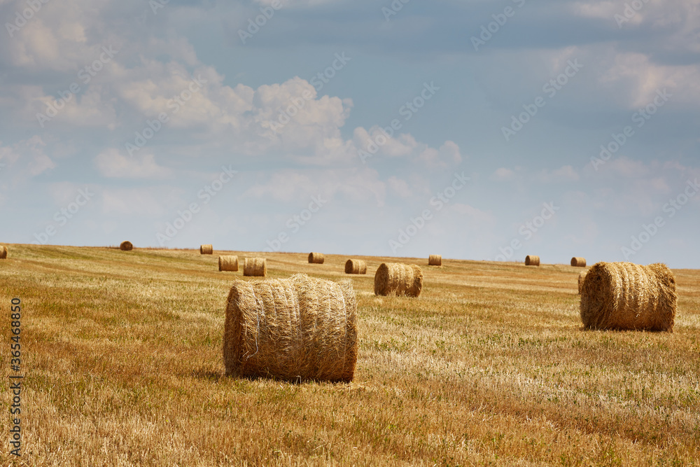 Harvest. Field with Stacks of Wheat