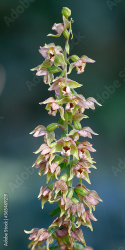 Die Blüten der breitblättrigen Stendelwurz, Epipactis helleborine