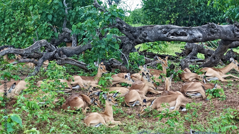 A group of wild antelopes are resting in the national park. Graceful animals lie on the ground among green grass and bushes. The background is a picturesque fallen tree. Botswana. Chobe.

