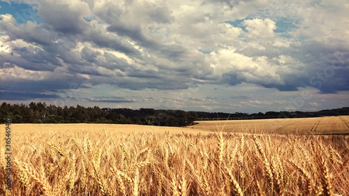 wheat field and blue sky