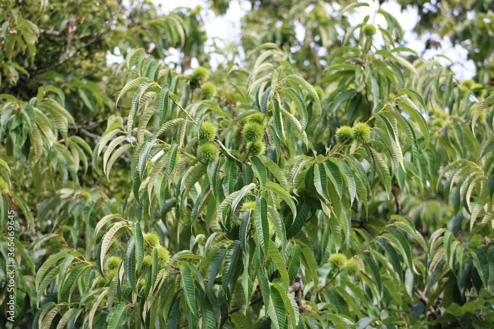 Obraz premium Châtaignier