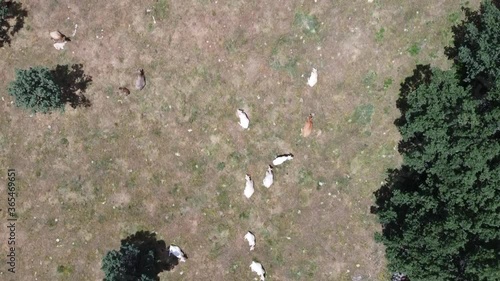 flying over herd of cows grazing in pasture with drone