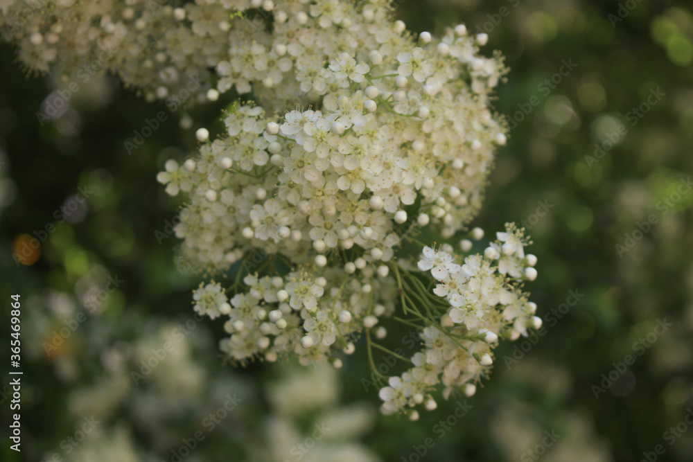 Close up on a blossoming of a tree's tiny white flowers. Close up on a blossoming of a tree's tiny white flowers.