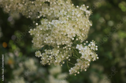 Close up on a blossoming of a tree's tiny white flowers.