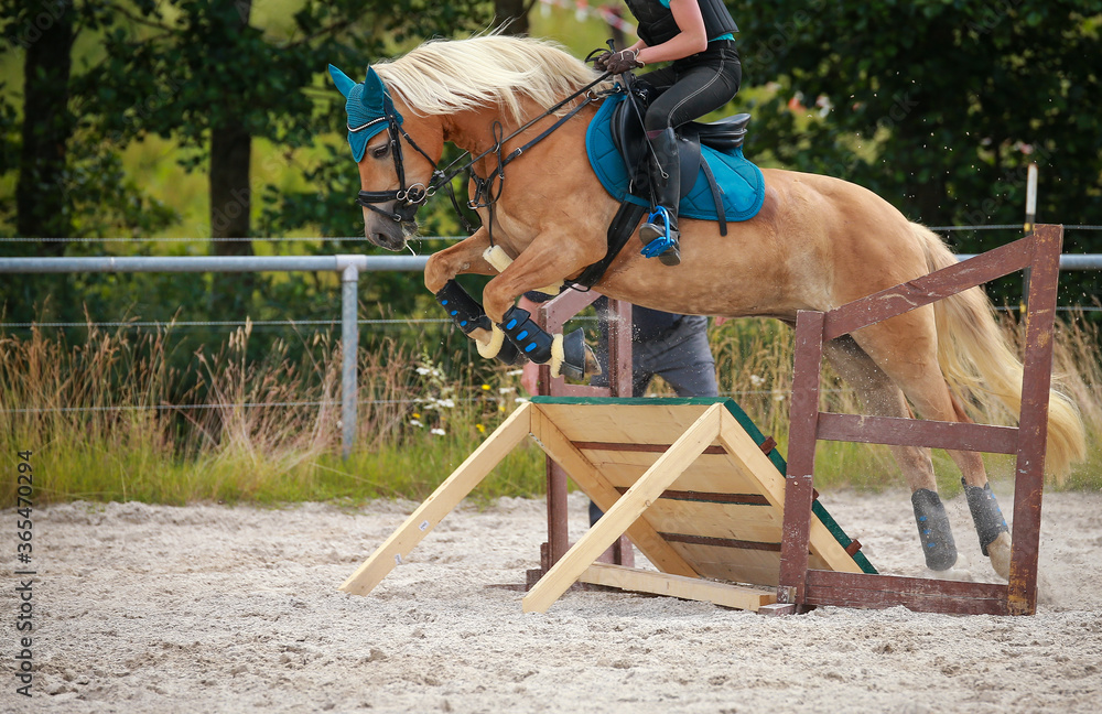 Horse Haflinger Military, jumps with rider from right to left over an obstacle..