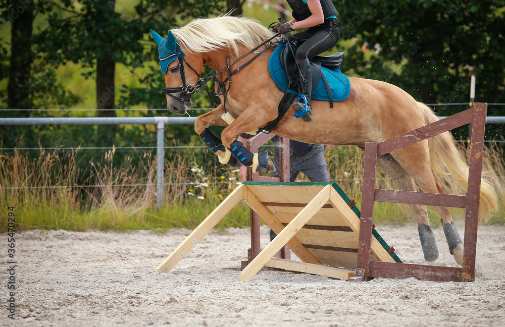 Horse Haflinger Military, jumps with rider from right to left over an obstacle.. Horse Haflinger Military, jumps with rider from right to left over an obstacle..