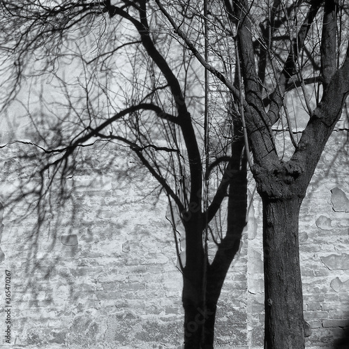 monochrome high contrast image of a bare tree in sunlight with a black shadow on a tall brick wall