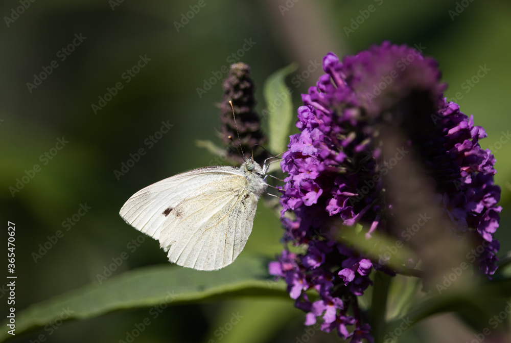Schmetterling Großer Kohlweißling Schmetterling Großer Kohlweißling