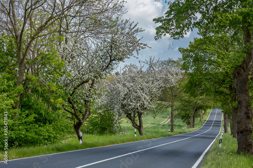 Wallpaper Mural Blooming Trees In North Germany Torontodigital.ca
