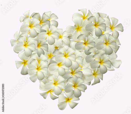 Beautiful plumeria flower heart on white background © athapet