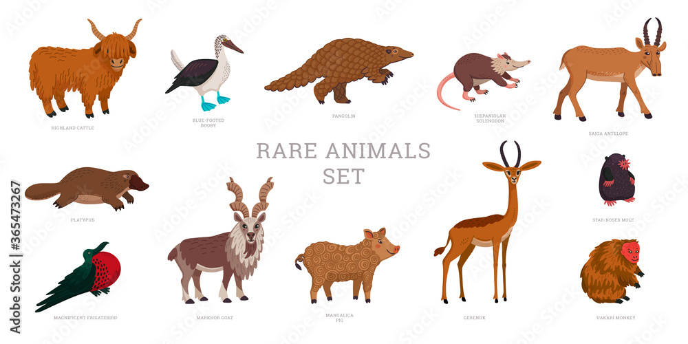 Rare animals collection. World Rarest Animals. Flat style vector illustration isolated on white background. Rare animals collection. World Rarest Animals. Flat style vector illustration isolated on white background.