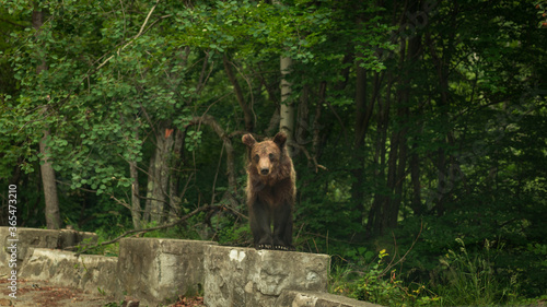 The bear in the forest in the mountains