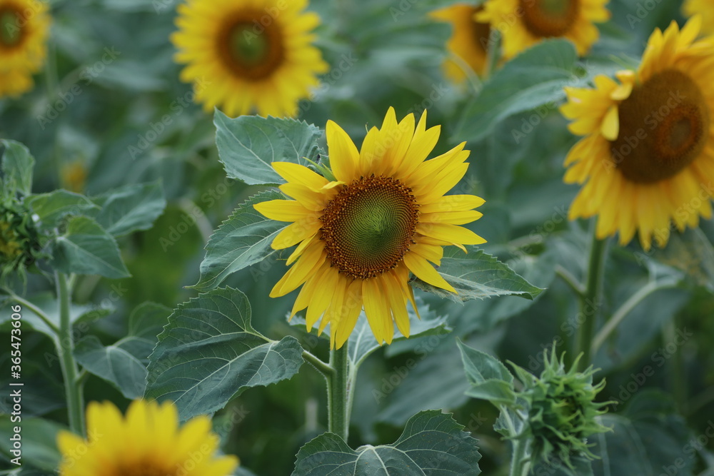 Obraz premium field of sunflowers