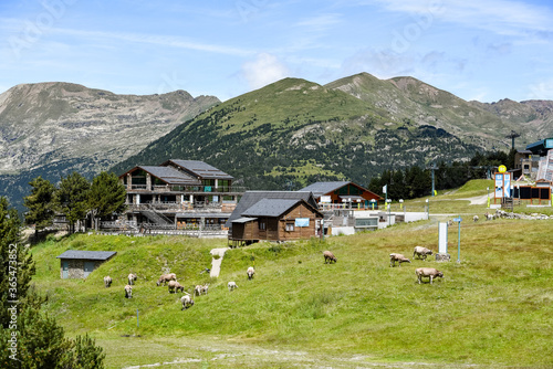 Fotografía Grandvalira El Tarter : 2020 16 July : Cows in sky resort in summer On Grandvali