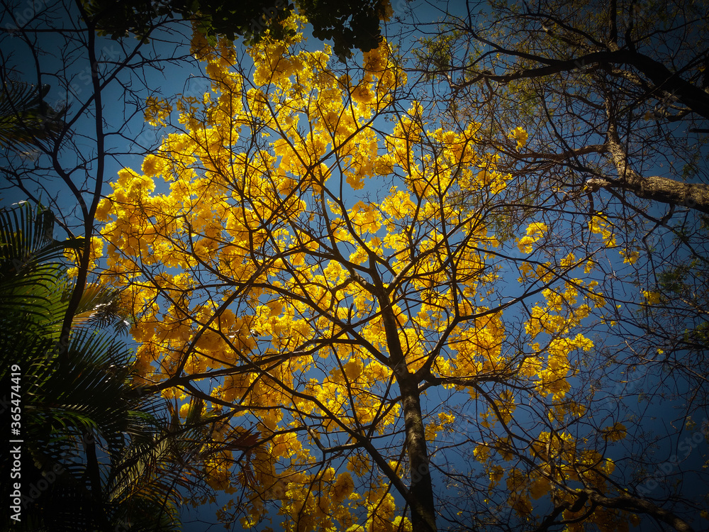Handroanthus albus in a central park at the city of Belo Horizonte in Brazil. Handroanthus albus in a central park at the city of Belo Horizonte in Brazil.