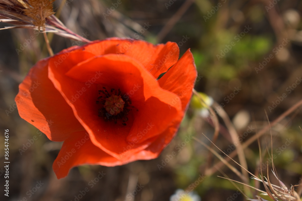 Natural beauty of flowers Natural beauty of flowers
