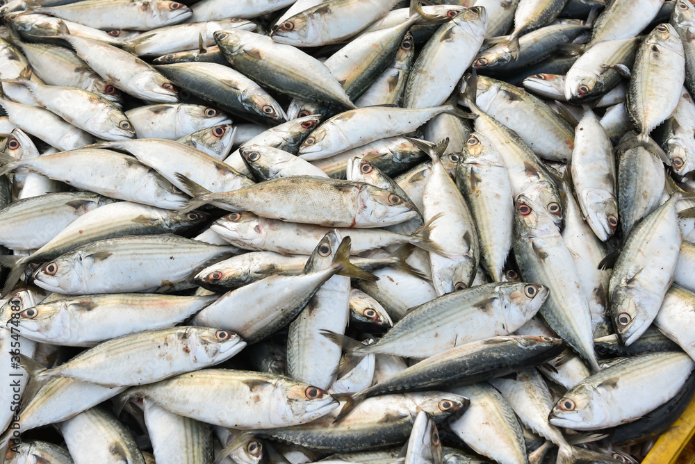 Raw mackerel fish on display for sale.  pelagic fish. Seafood. Fish market in India. Fish high in omega-3 oils.Indian mackerel. Basket full of fish.  Fishing in Cochin or Kovalam coastal area Kerala