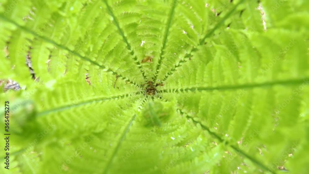 Top view of the green fern plants on the garden Top view of the green fern plants on the garden