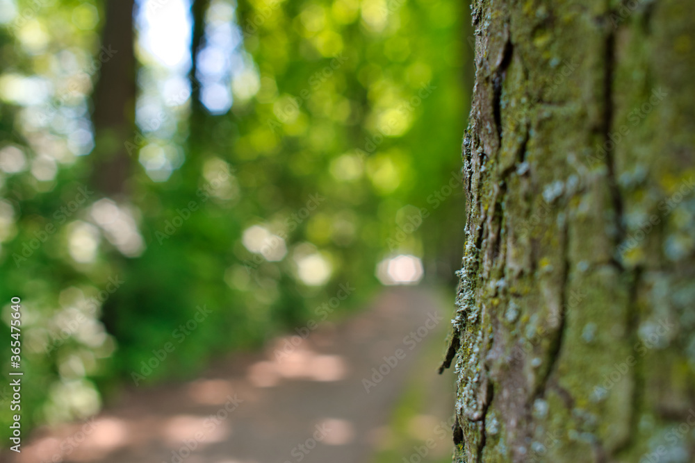 tree in the forest tree in the forest