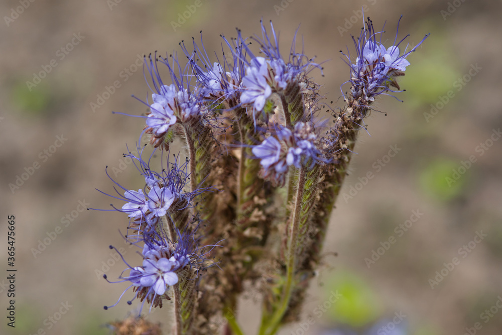 Obraz premium lavender flower in the summer