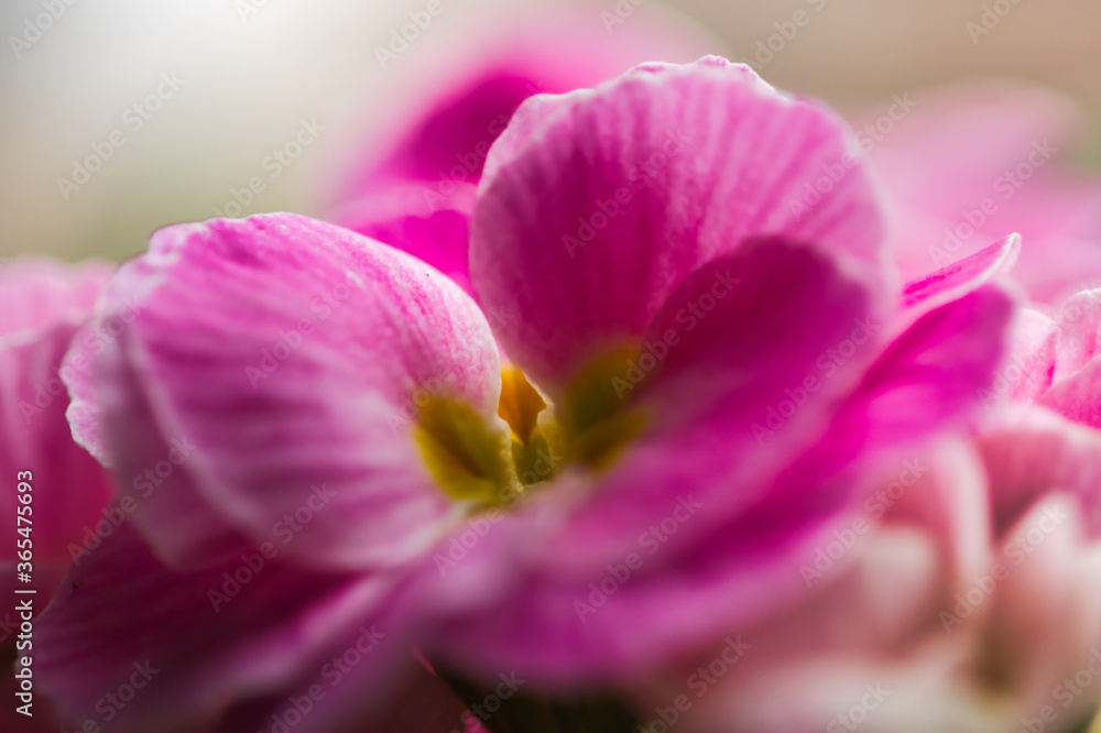 Naklejka premium close up of pink flower