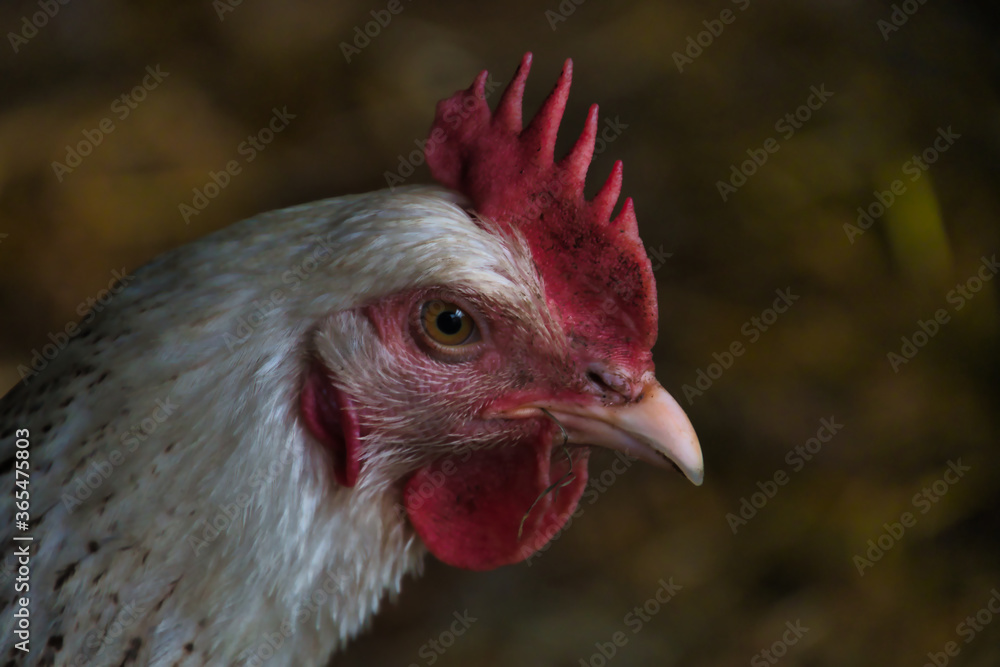 portrait of a sussex chicken photo made in Weert the Netherlands portrait of a sussex chicken photo made in Weert the Netherlands