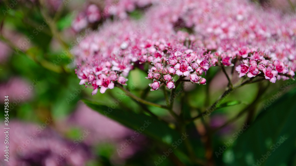 Fototapeta premium Abstract soft background with beautiful pink flowers. Blossom and sunlight. Selective focus image.