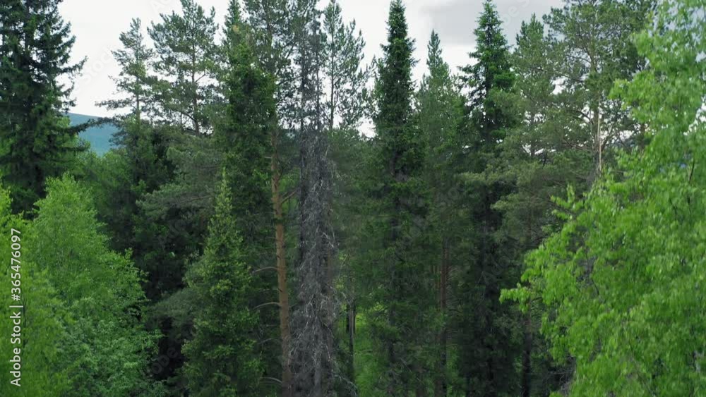 Aerial view of mixed forest with pine fir birch trees, drone flies along, mountain range on background. High quality 4k footage Aerial view of mixed forest with pine fir birch trees, drone flies along, mountain range on background. High quality 4k footage