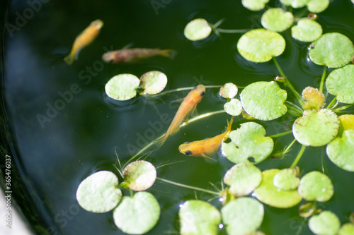 Wallpaper Mural メダカ Torontodigital.ca