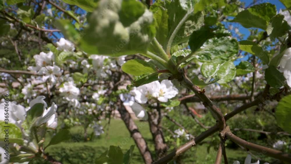 White flowers of the apple tree in the garden White flowers of the apple tree in the garden
