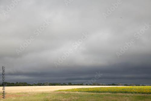 A large field of ripe wheat against the background of the stormy sky