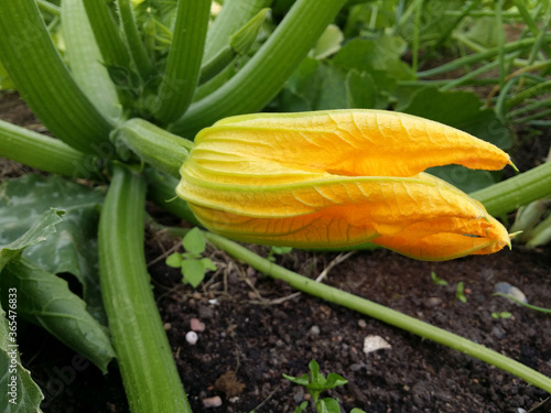 Yellow zucchini flower close up.