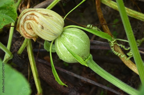 the small ripe pumpkin with leaves and vine.