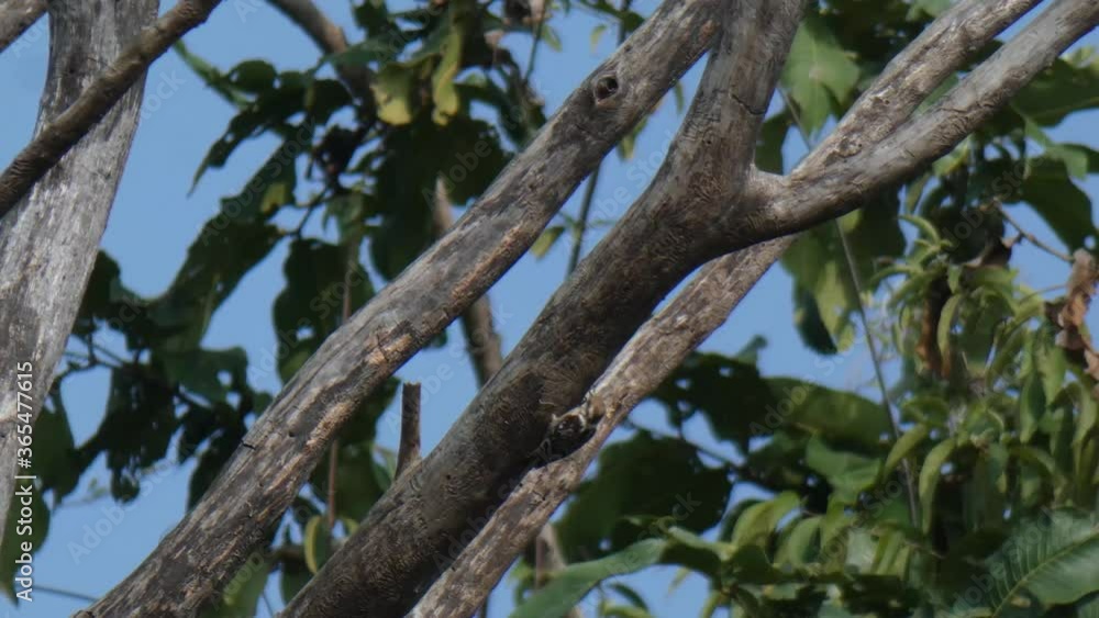 woodpecker in tree finding food mp4 . woodpecker in tree finding food mp4 .
