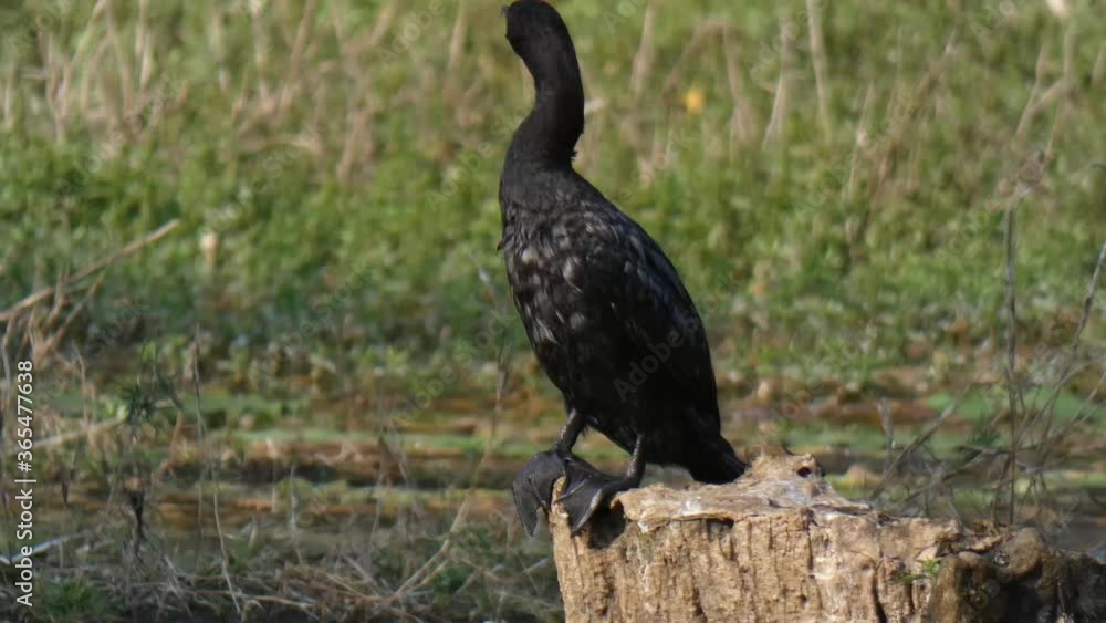 cormorant chilling on lake mp4 . cormorant chilling on lake mp4 .