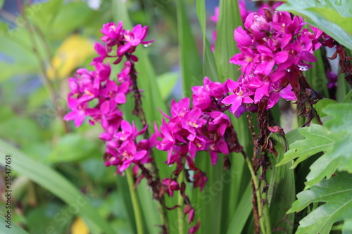Fototapeta Naklejka Na Ścianę i Meble -  Bunch of pink orchid in our garden. Attract the eyes of everyone and fills the good thoughts in minds.