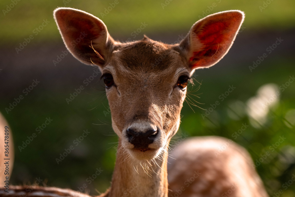 The fallow deer Dama dama to the family Cervidae. Head of a male deer. Cervus elaphus. Female