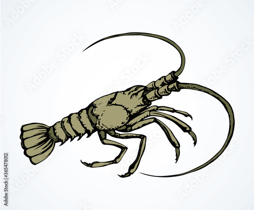 Lobster. Vector drawing