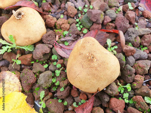 Ripe round mushrooms lycoperdon perlatum or puffball growing in rocks.