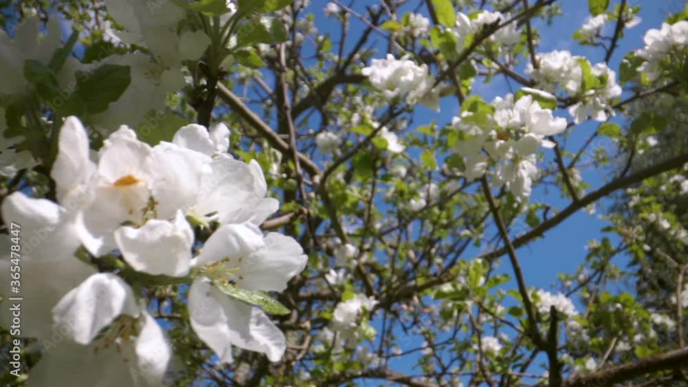 Look of the white blooming flowers of the apple tree Look of the white blooming flowers of the apple tree