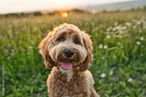A cute dog at the sunset having fun as a puppy in a park © Louis-Photo