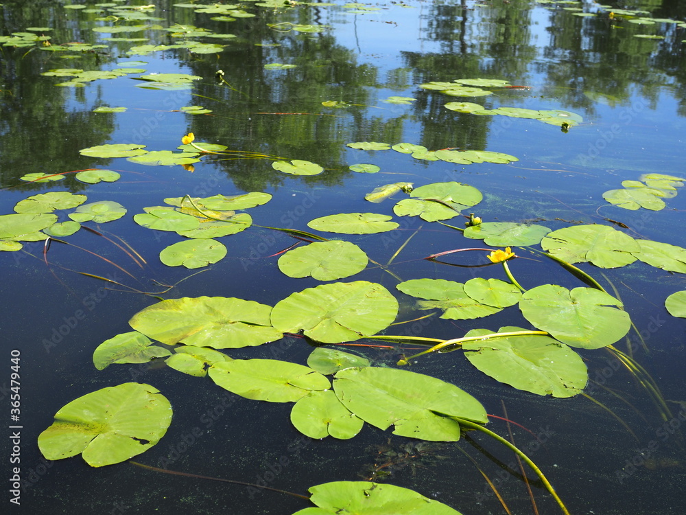Water lily blossoms in summer on Volga river Water lily blossoms in summer on Volga river
