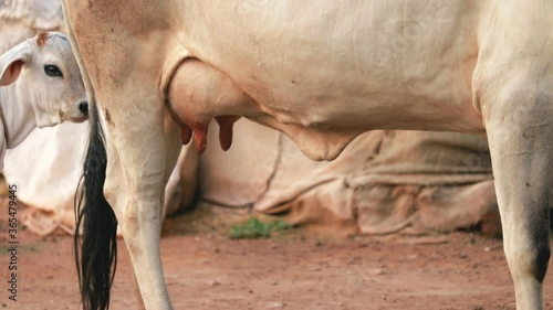 mother cow and drinking newborn  white calf in farm,Indian cow cattle drink milk from mother cow, newborn cattle drinking milk,selective focus without noise 