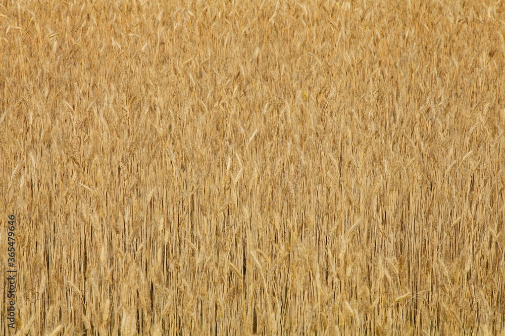 Golden yellow ripe wheat field on Sunny summer day, harvest, natural bread production background texture Golden yellow ripe wheat field on Sunny summer day, harvest, natural bread production background texture