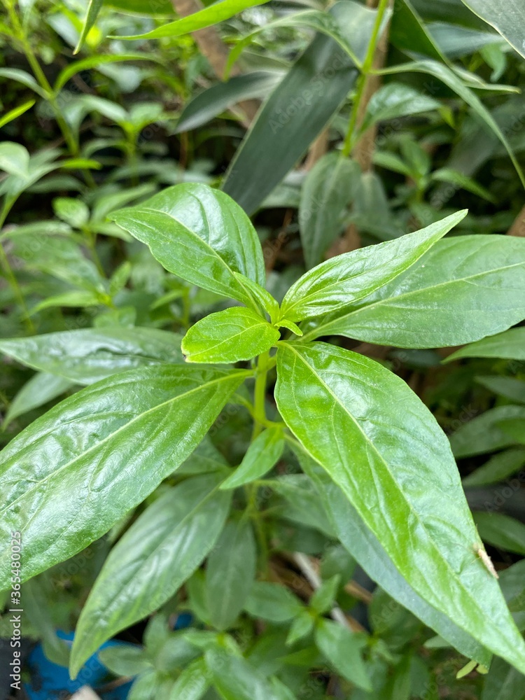 Fresh green kariyat tree in nature garden Fresh green kariyat tree in nature garden